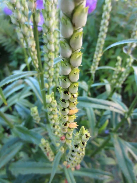 Inflorescência Prolongada Physostegia Virginiana Virginiana Com Sementes Pretas Amadurecidas Outono — Fotografia de Stock