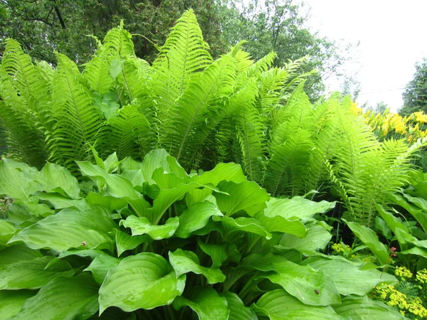 Staude Hosta Pflanze Funkia Schöner Garten Mit Zierpflanzen Frühling Oder — Stockfoto