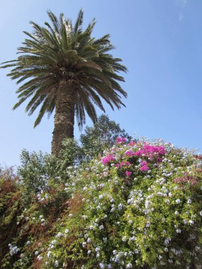 Yol kenarındaki yabani bitki örtüsü. Palmiye ağaçları parlak mavi gökyüzünün arka planında büyür, Bougainvillea ve Plumbago sarmaşıkları çiçek açar.