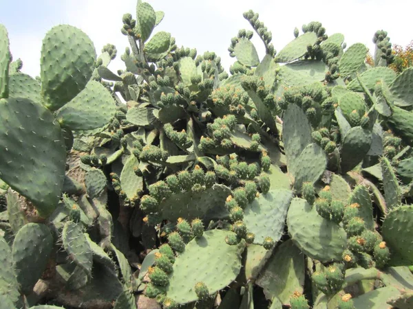 Notas Opuntia Cactus Uma Planta Suculenta Pouco Antes Floração — Fotografia de Stock