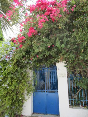 Sidi Bou Said, Tunus, Temmuz 2013. Mavi ve beyaz bir şehir, güzel bir köşe. Mavi kapılı beyaz bir çit (kapı), yeşil ağaçlar (palmiye), boru ve çiçek açan pembe bougainvillea.