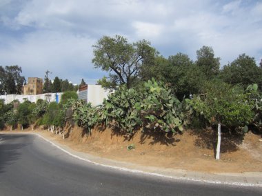 Tunus, Temmuz 2013. Kırsal kesimdeki otoyolun sonunda. Yol boyunca Opuntia kaktüsü ve ağaçlar yetişir. Uzaktaki binalar.