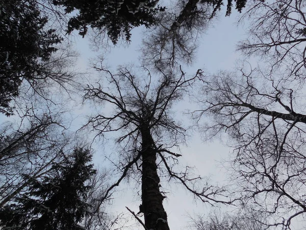 Beautiful Unusual Silhouette Crown Old High Birch Betula Blue Sky — 图库照片