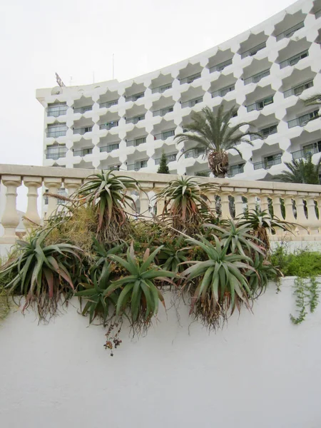 Sousse Tunisia July 2013 旅游哈利夫酒店 一种白色的栏杆 上面挂着美丽的植物 防水油布和其他肉质 — 图库照片