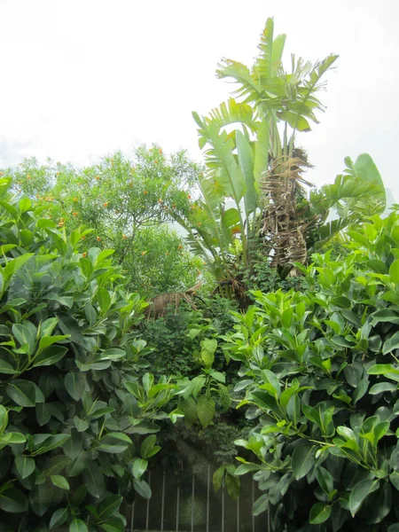 Fragmento Jardim Com Plantas Subtropicais Bananeira Romã Ficus Borracha — Fotografia de Stock