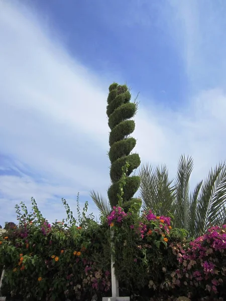 在照片中 还有棕榈树和开着花的维勒树 它们的枝条呈螺旋形生长在明亮的蓝色滑雪板上 — 图库照片