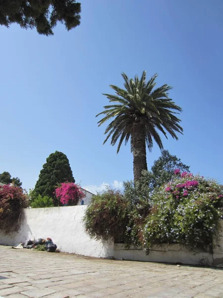 Sidi Bou Said Tunis July 2013 蓝白的城市美丽的风景白色篱笆 棕榈树 白花花和盛开的粉红色花冠 — 图库照片