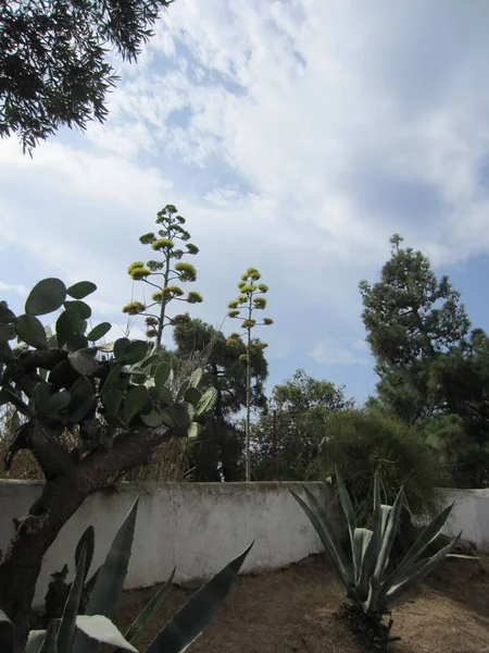 在天空和其他亚热带植物 仙人掌 背景上的乔木状的高花序 — 图库照片