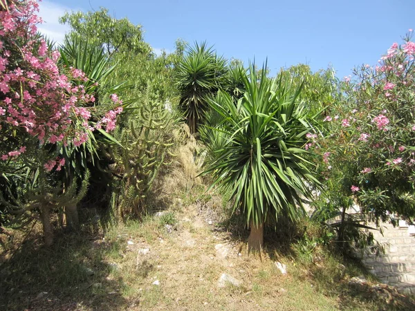 公路边的亚热带抗旱植物 Yucca Oleander Cacti — 图库照片
