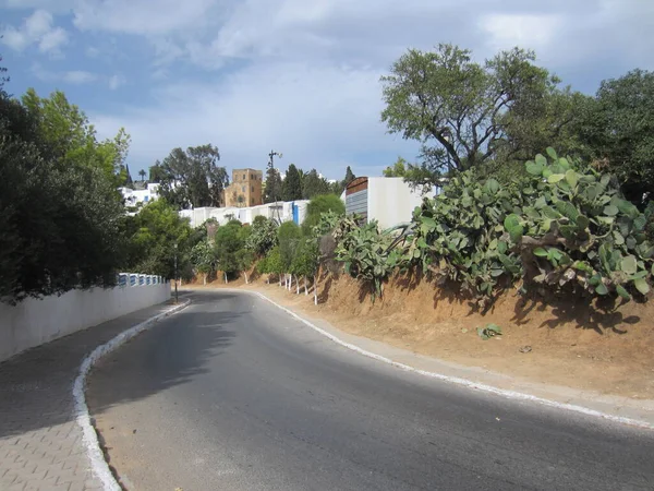 Tunis July 2013 在乡间公路的拐角处 仙人掌和树木沿路生长 远处的建筑物 — 图库照片