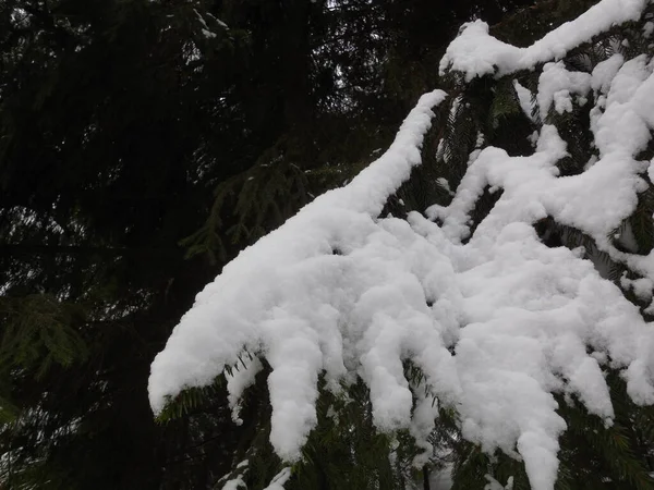 Abeto Árvore Conífera Picea Densamente Coberto Neve Inverno Fragmento Uma — Fotografia de Stock