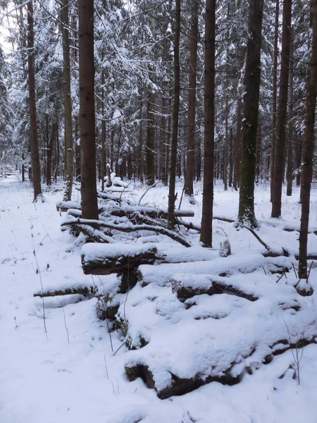 Sawn Thick Tree Trunks Firewood Harvesting Forest Clearing Winter Background — Stock Photo, Image