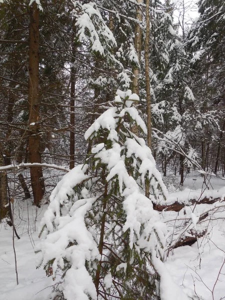 Хвойная Ель Picea Плотно Покрыта Снегом Зимой Фрагмент Красивого Лесного — стоковое фото