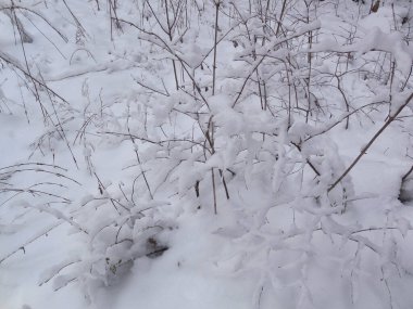 İnce dalları olan, karla kaplı çalılar. Kışın ormanda ya da parkta.