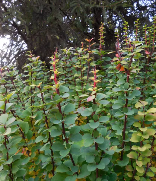 Crespino Berberis Varietà Erecta Autunno — Foto Stock