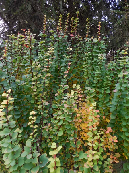 Berberitzen Sorten Erecta Herbst — Stockfoto
