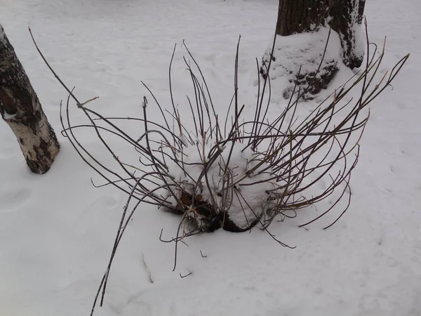 Lot Shoots Stump Sawn Tree American Maple Acer Negundo Winter — Foto Stock