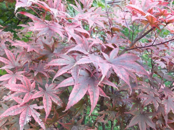 Sonbaharda yaprak düşmeden önce fan akçaağaç (Acer palmatum) yapraklarının rengini değiştirmek.