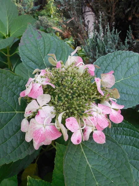 Withering Fading Pink Inflorescence Large Leaved Hydrangea Macrophylla — Stockfoto