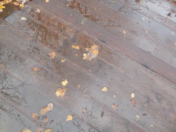 Gele Berkenbladeren Droge Dennennaalden Liggen Een Natte Vloer Van Planken — Stockfoto