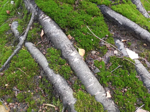 Jasny Piękny Zielony Mech Korzeniach Starego Brzozy Betula Jesienią Lesie — Zdjęcie stockowe