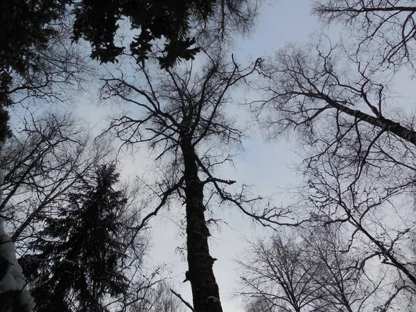 Beautiful Unusual Silhouette Crown Old High Birch Betula Blue Sky — 图库照片