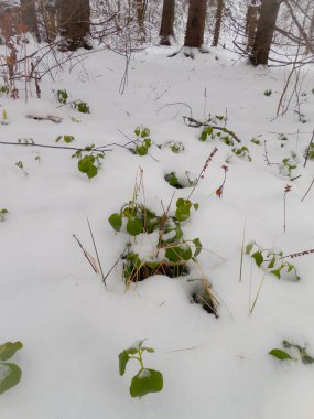 Kışın ağaçların altında, derin karda yeşil küçük yapraklar..