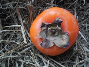 Kuru samanların (ot, saman, saman) güzel doğal arka planı üzerinde olgun sulu sarı-portakal hurması (meyve)).
