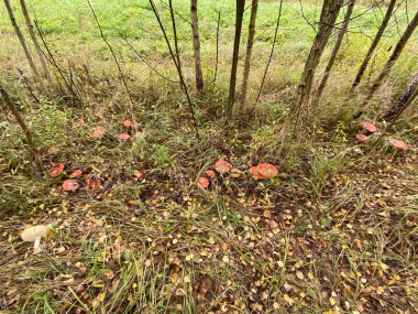 Yaprak düşerken sonbahar ormanı. Kuru ot, düşmüş yapraklar, kırmızı zehirli mantarlar agarik uçar (Amanita).