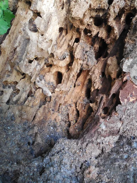 Old Dry Rotten Wood Trunk Tree Badly Eaten Dust Ants — стоковое фото