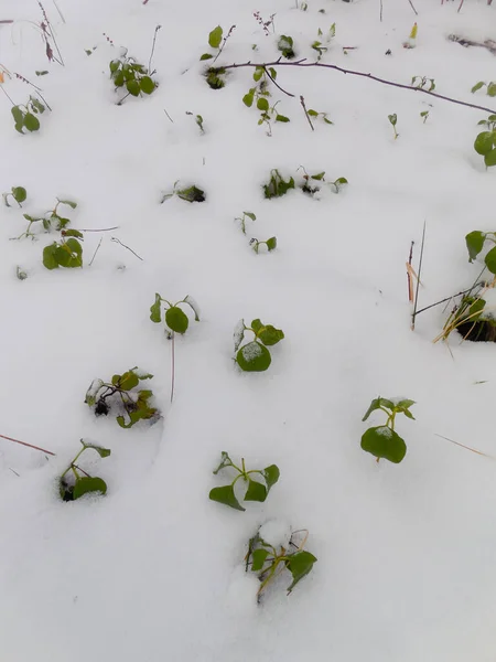 Zöld Kis Levelek Mély Hóban Télen — Stock Fotó
