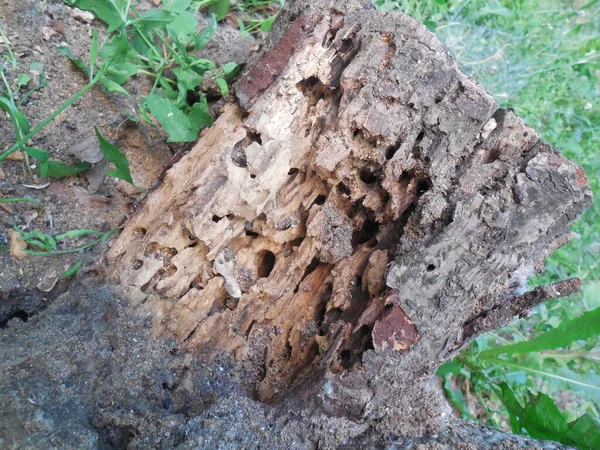 Old Dry Rotten Wood Trunk Tree Badly Eaten Dust Ants — Zdjęcie stockowe
