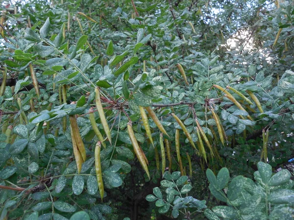 White Traces Fungal Plant Disease Leaves Yellow Acacia Shrub Caragana — Stockfoto