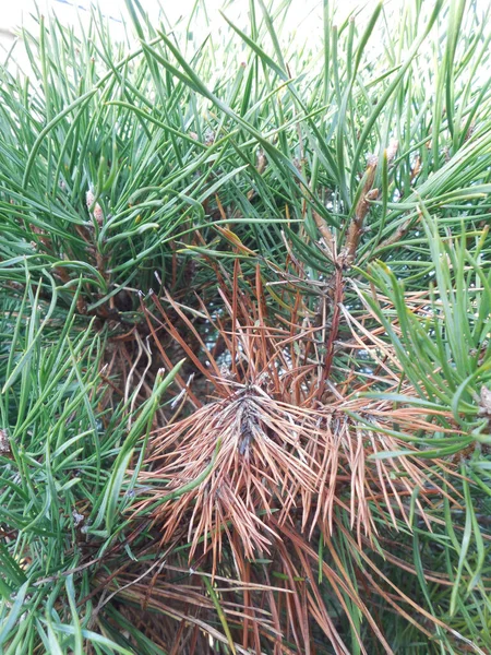 Dried Branch Dead Light Brown Needles Background Green Crown Evergreen — Photo