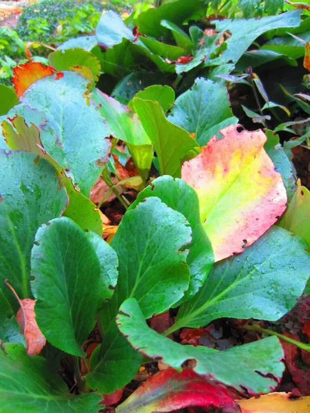 ハート型のバダン ベルジェニア コルディフォリア の多年生植物の葉の明るい秋の色 緑の葉を背景にピンク 橙色の色合いが目立ちます — ストック写真