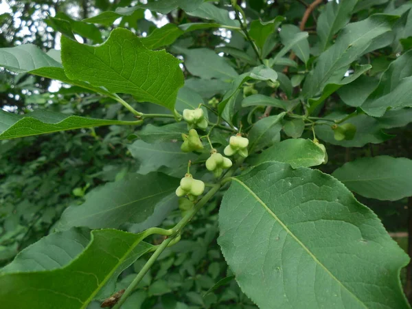 Arbusto Casca Bétula Euonymus Frutos Venenosos Verdes Não Maduros Sementes — Fotografia de Stock