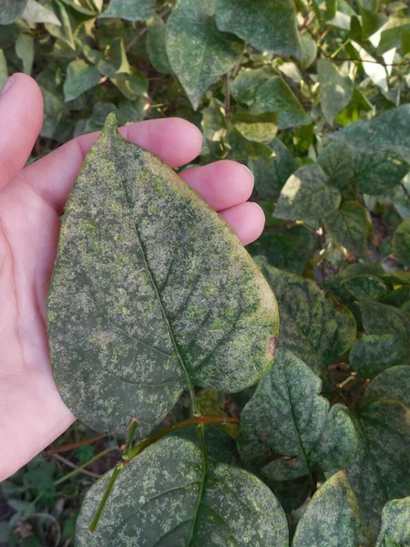 Feuille Arbuste Lilas Siringa Plante Est Infectée Par Oïdium Microsphaera — Photo