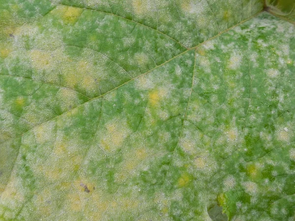 Balkabağı Salatalık Yaprağı Üzerinde Yaz Sonu Sonbaharda Mantar Hastalığının Nedensel — Stok fotoğraf