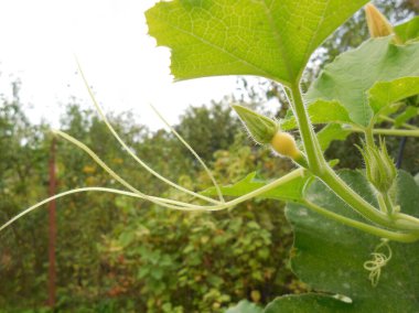 Bahçedeki yeşil bitkilerin arka planında villi filizleri (filizli) olan ince ışık.