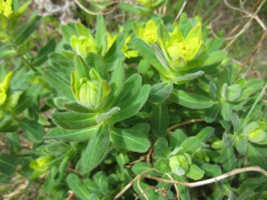 Çiçeklenmenin başlangıcında bitkisel bitki Euphorbia polikrom bitkisi..