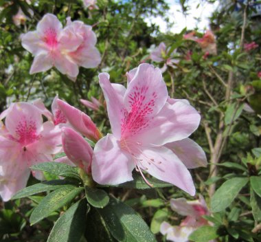 Yumuşak pembe çiçekli aczalea ya da rhododendron.