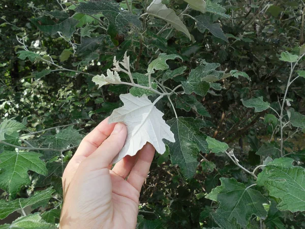 Feuille Peuplier Gris Populus Alba Recouverte Duvet Clair — Photo