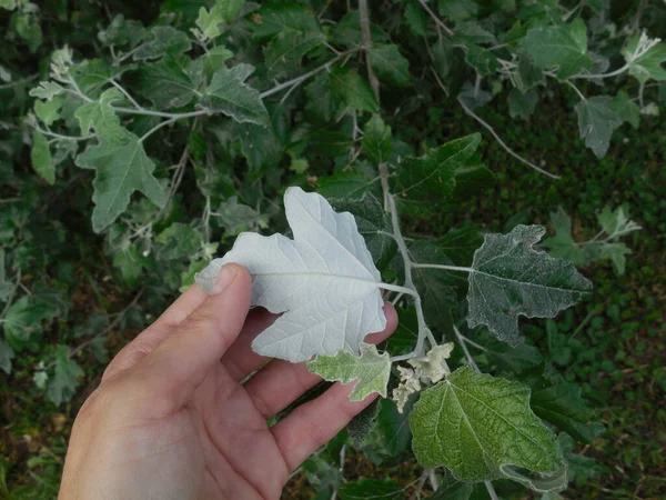 Frunză Plop Gri Populus Alba Acoperită Lumină Jos — Fotografie, imagine de stoc