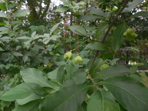 Björkbark Buske Euonymus Och Gröna Omogna Giftiga Frukter Frön Bland — Stockfoto