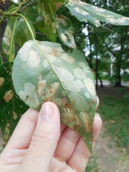 Sur Une Feuille Peuplier Populus Une Couvée Œufs Insecte Nuisible — Photo