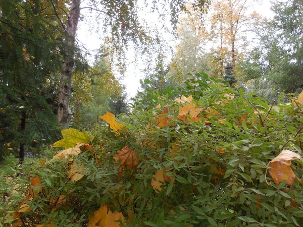 Gelbe Abgefallene Blätter Des Ahorns Acer Der Krone Und Äste — Stockfoto