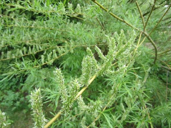 Willow Salix Viminalis Весной Начале Цветения — стоковое фото