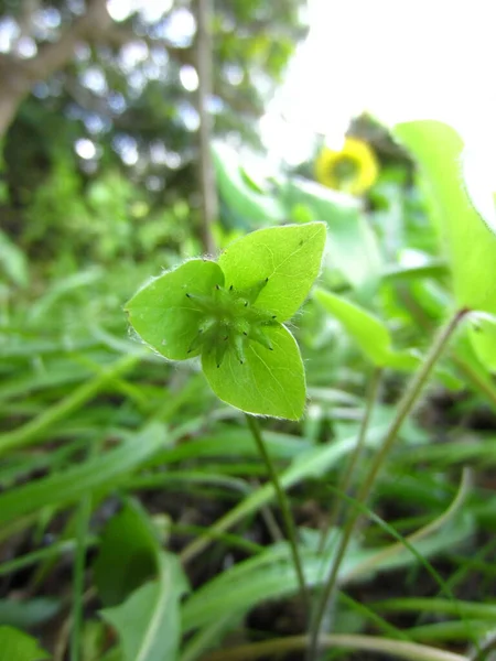 Małym Zielonym Pedaku Kwiatostanie Maju Nasiona Rośliny Kwitnącej Ogrodzie Hepatica — Zdjęcie stockowe