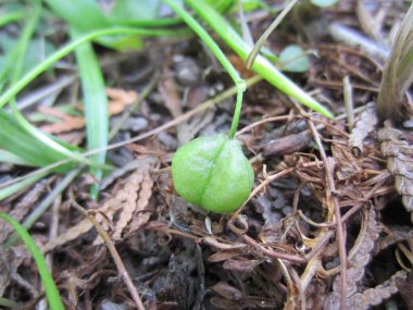 Ephemeroid küçük yapraklı bahçe çiçeği. İlkbaharın sonunda ya da yaz başında, tohum olgunlaşma döneminde Scilla bitkisi..