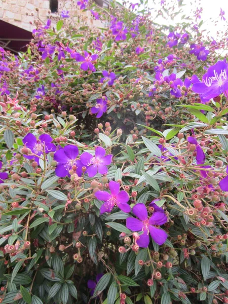 紫色の花の熱帯低木の開花と出芽 Tibouchina Urvilleana プリンセス花 — ストック写真